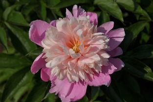 芍药在线观看,一场视觉与情感的盛宴 第2张 芍药在线观看,一场视觉与情感的盛宴 第2张